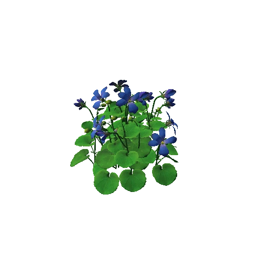 Flower_Viola biflora4